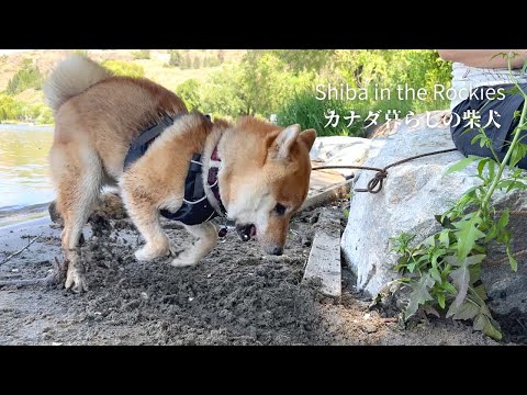 Camping Trip to Okanagan Valley with Shiba Inu [Part 2]