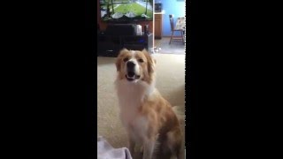 Border Collie Barking