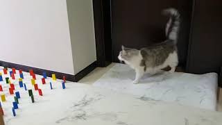 Obstacle Challenge CAT vs DOG 🐕🐈😻