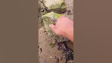 Bắt cua biển về nuôi