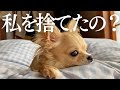 【お留守番】チワワを初めて実家に預けたら、捨てられたと勘違いしてしまいました…