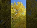 A venit toamna #autumn