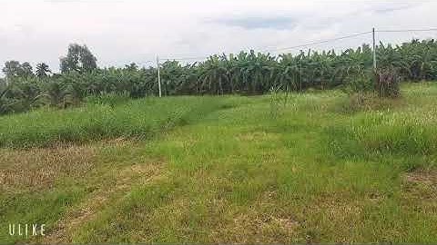 đất thổ cư Tân Hương giá rẻ, chỉ 1.75 triệu / m2 nằm đường huyện 3, KCN tân hương, tiền giang.