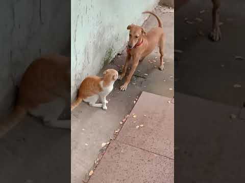Kutta bili ki dosti /funny Video