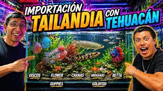 Flower Kamfa: Bettas Alien, Discos y Chanas, Importación desde Tailandia.