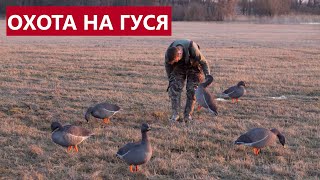 💥 КАК ОХОТИТЬСЯ НА ГУСЯ?  ПАТРОНЫ, СТРЕЛЬБА, СКРАДКИ.