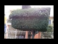Poda de árboles Jalpa Zacatecas