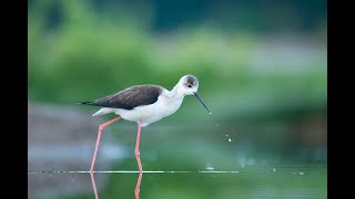 Blackwinged stilt Video