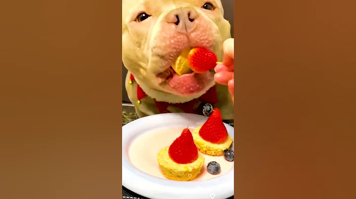 Pitbull Tries Homemade Dog Friendly Cake Recipe #dog #dogs #puppy #shorts