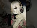 tu Hai to mujhe FIR aur kya chahie#trendingsong #trendingshorts #followformore #labradog #dogshorts