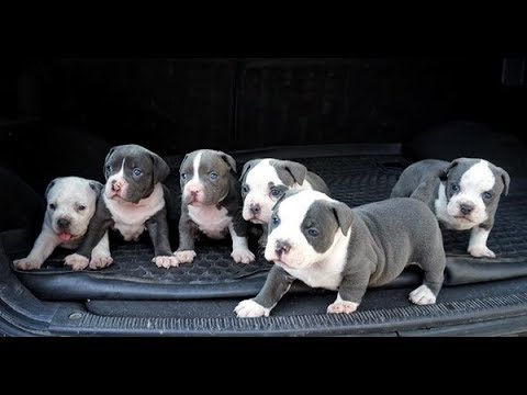 Cachorros Enormes De American Bully 1 Mes De Edad Molly Youtube