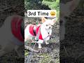 Perfect dog for Christmas #chihuahua #puppy #shorts #funnydogs #cutedog #christmas