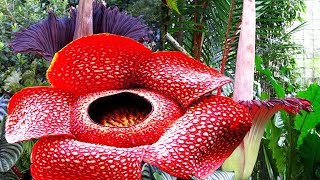 Largest Flowers In The World | Amazing Nature |