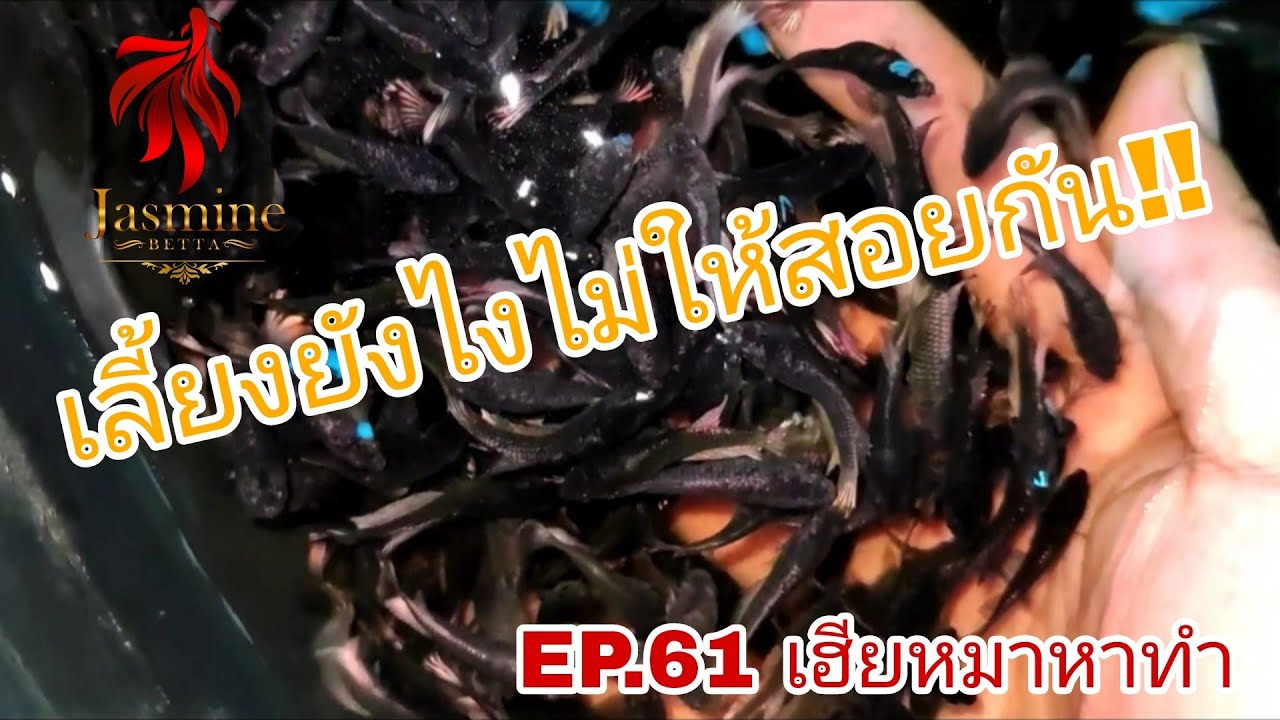 เลี้ยงยังไง ไม่ให้สอยกัน!! | EP.61 เฮียหมาหาทำ จ๊ววววดดดดด