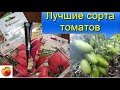 Помидоры Лучшие сорта томатов Семена и  результат, что выросло The best tomatoes