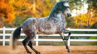 Tormento del Coqui  Paso Fino Stallion