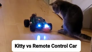 Cat Reaction: Kitty vs Remote Control Car