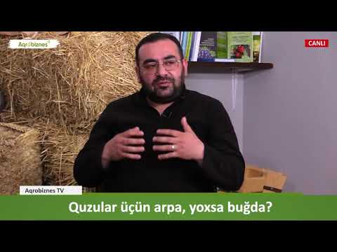 Quzular üçün arpa, yoxsa buğda?