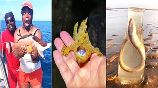 Catching Seafood 🦀🦞 ASMR Relaxing (Catch Shark, Go Fishing, Octopus, Deep Sea Monster) #865