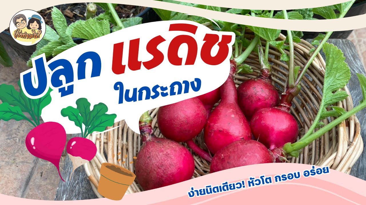 ปลูกแรดิชในกระถาง ง่ายนิดเดียว! หัวโต กรอบ อร่อย #ย่าปลูกอะไร EP136