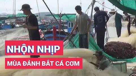 Ngư dân nhộn nhịp vào mùa đánh bắt cá cơm