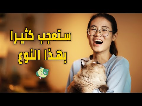 فيديو: هل سيكون لدى دولفيس موسم 2؟