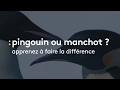 Comment distinguer les pingouins des manchots   franceinfo