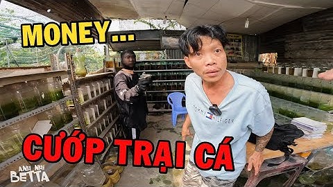 Ông Tư "Cướp Trại Cá" xem phản ứng của ông chủ trại cá Betta và cái kết