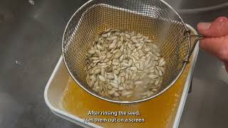 How to Process and Save Squash Seeds with Alan