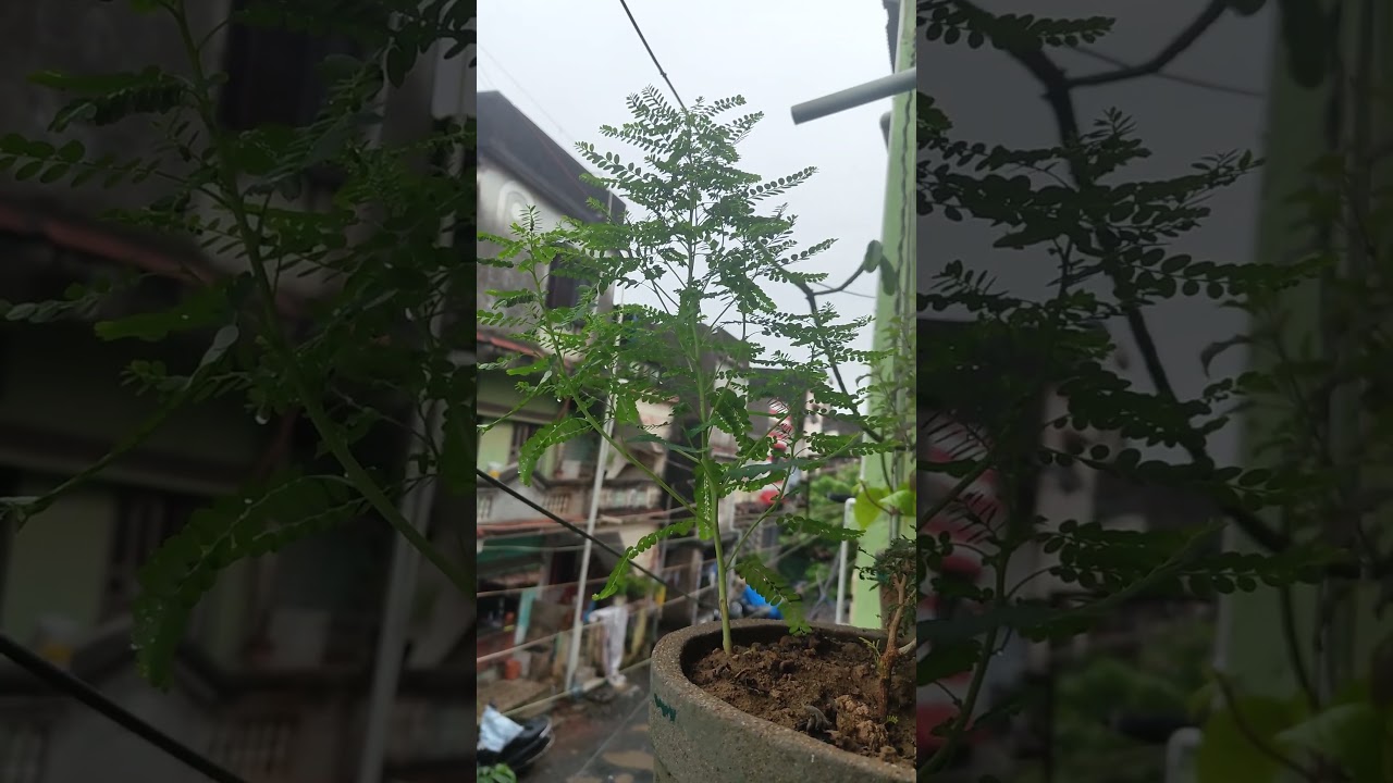 #satisfying #farming #vegetables #naturerurallife #farming101