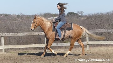 CR Ima Cougar - turns, jog, lope-offs, stops! - ValleyViewRanch.net