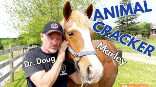 HAFLINGER RESCUE HORSE gets EQUINE CHIROPRACTIC ADJUSTMENT