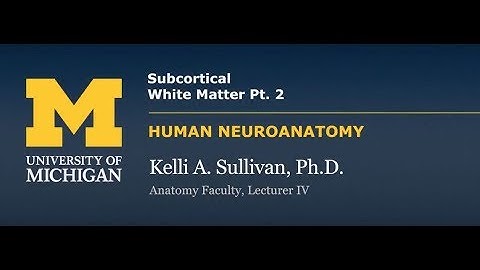 Nervous System: Cortex - Subcortical White Matter (pt. 2)