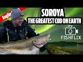Soroya  the greatest cod on earth  fishflix  martin bowler 