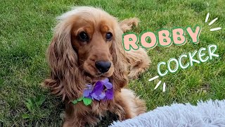 Happy dog's life  Routine with a dog  English Cocker Spaniel  Robby