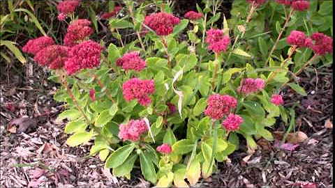 Sedum spectabile - Showy Stonecrop