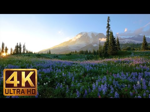 4K Wild Flowers of Mount Rainier with Nature Sounds - 3 HOUR