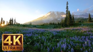 4K Wild Flowers of Mount Rainier with Nature Sounds - 3 HOUR