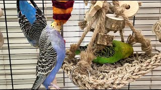 budgie sounds for relaxation