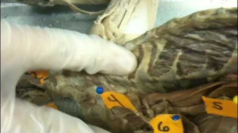 WLU Cat Dissection (Organs, Part 1)