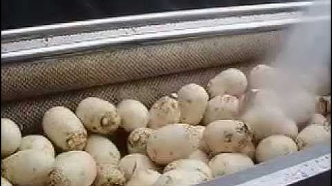 Máy rửa gọt vỏ khoai tây, khoai lang, cà rốt LH 0909134877