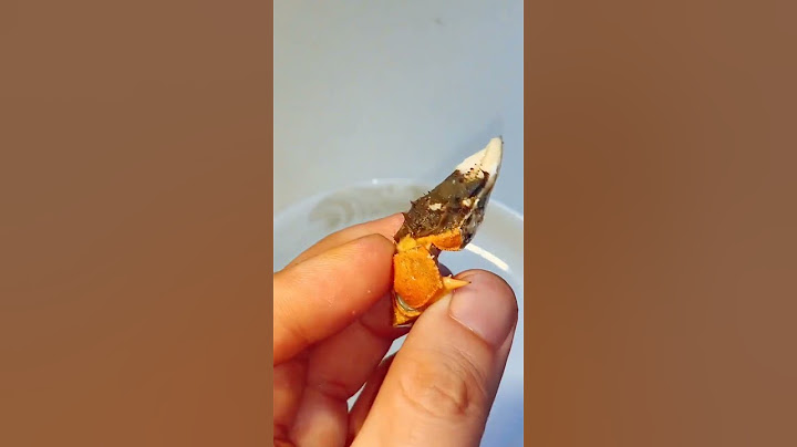 951 很多老铁说蟹钳没有肉，直接就扔掉了！真的没有肉吗？给大家打开看看！剪开之后发现，蟹钳里也有不少肉！所以以后吃的时候别浪费了噢！#美食 #螃蟹 #吃货 #吃播