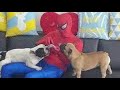 Valentão Americano   Pitbull  english   Bulldogs Franceses Melhor Compilação De Vídeo Sobre Cães I