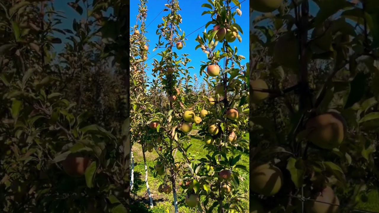Granny Smith – Shenandoah Valley Orchards