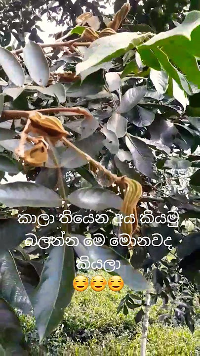 කාලා තියෙන අය කියමු බලන්න මෙ මොනවද කියලා ☺ #viralshort #youtubeshorts #srilankanfood