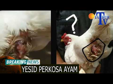 viral coli sama ayam 2019