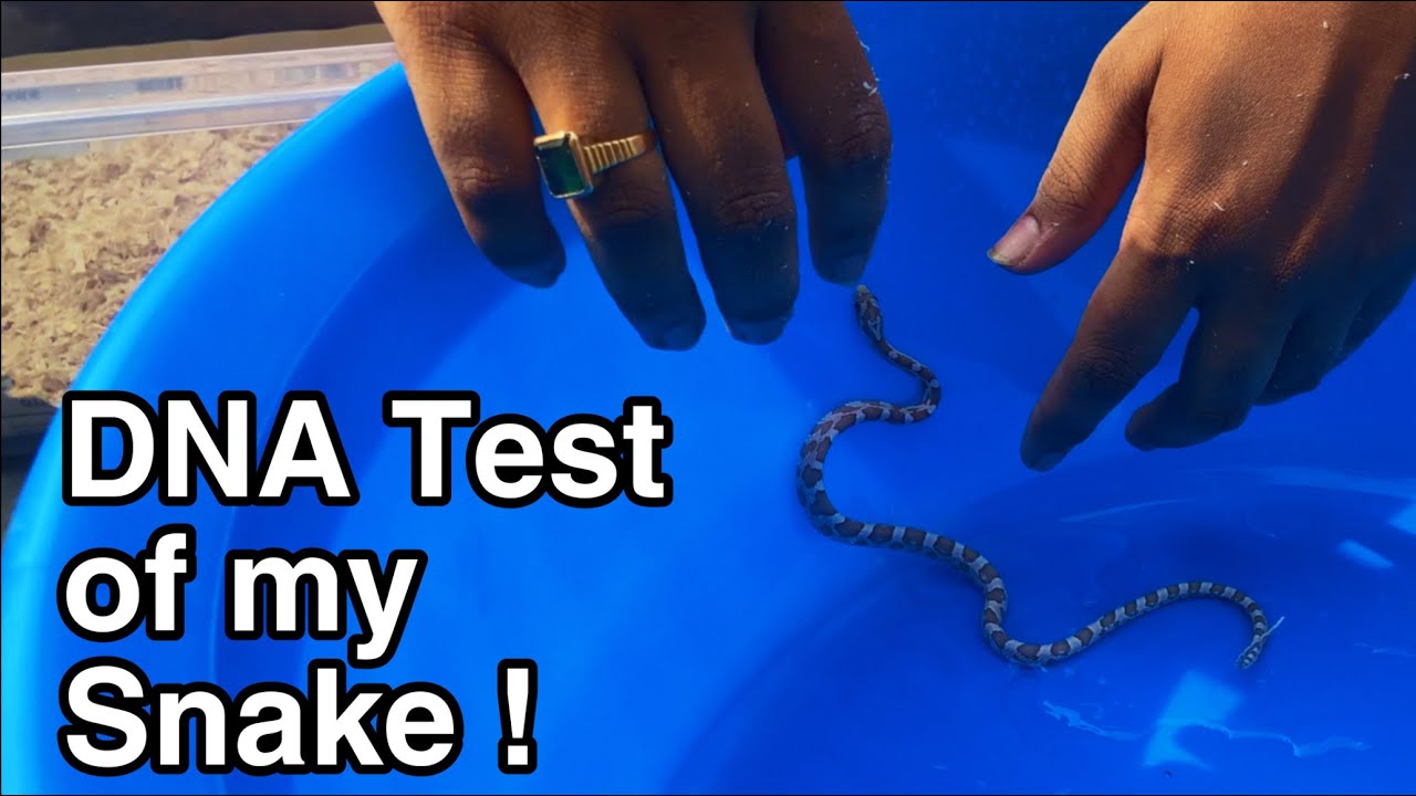 DID DNA TEST ON MY SNAKE GENDER OF CORN SNAKE ? YouTube