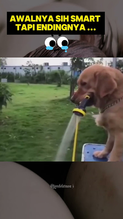 Anjing pintar : kurang ajar !? #yearofyou #funny #cutedogs