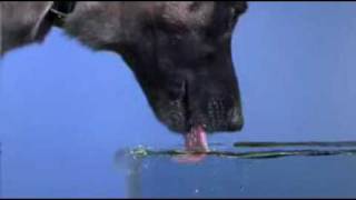 Time Warp-Dog Drinking