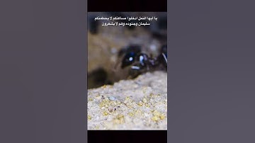 سورة النمل بتلاوة خاشعة